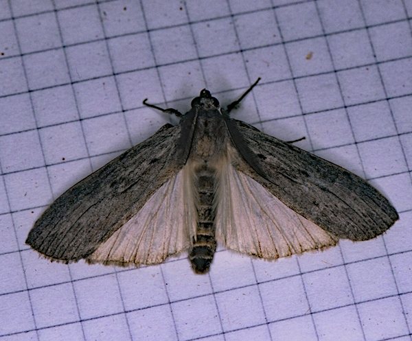 /filer/webapps/moths/media/images/B/basipuncta_Turnacoides_A_Roland_01.jpg