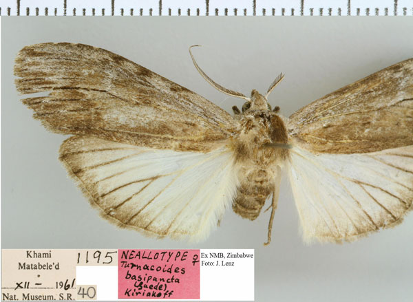 /filer/webapps/moths/media/images/B/basipuncta_Turnacoides_NAT_NMB.jpg