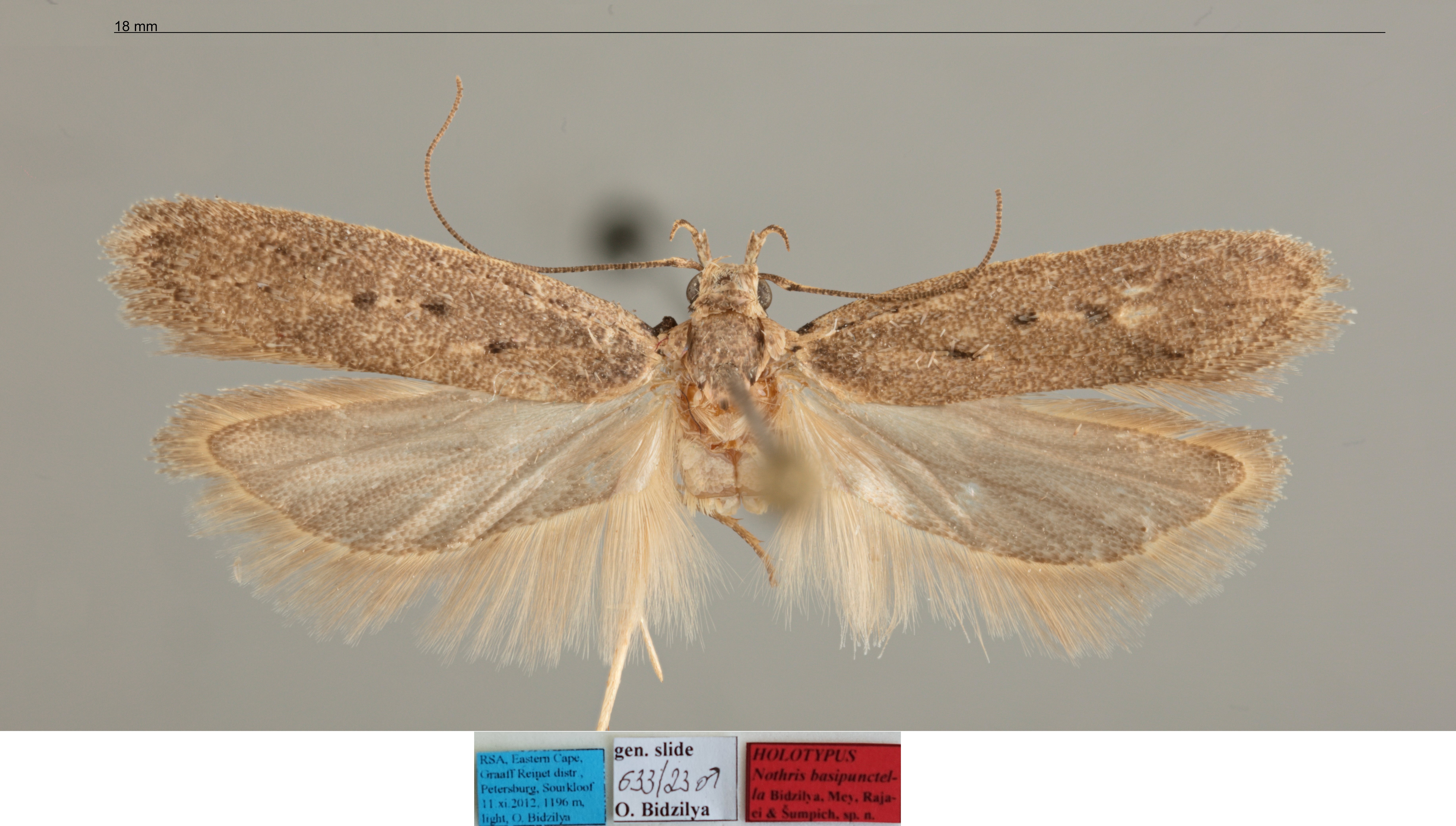 /filer/webapps/moths/media/images/B/basipunctella_Nothris_MHT_MfN.jpg