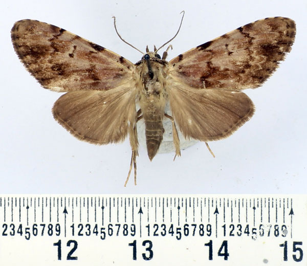 /filer/webapps/moths/media/images/B/basipunctum_Eudrapa_AF_BMNH.jpg
