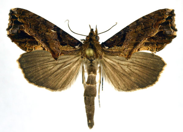 /filer/webapps/moths/media/images/B/basirhabdota_Plusiodonta_A_NHMO.jpg