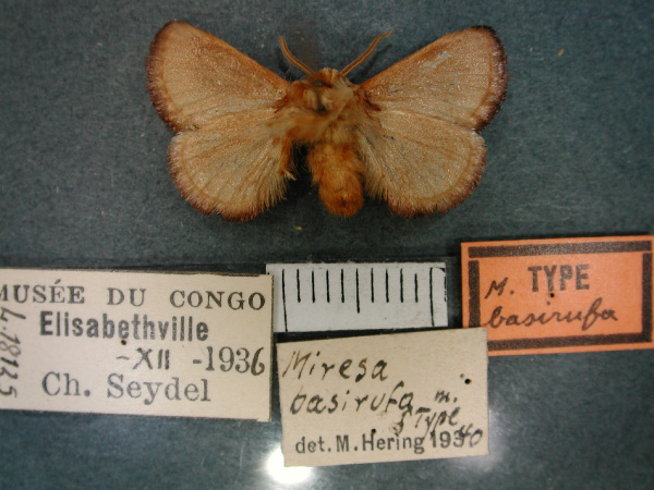 /filer/webapps/moths/media/images/B/basirufa_Miresa_HT_RMCA_02.jpg