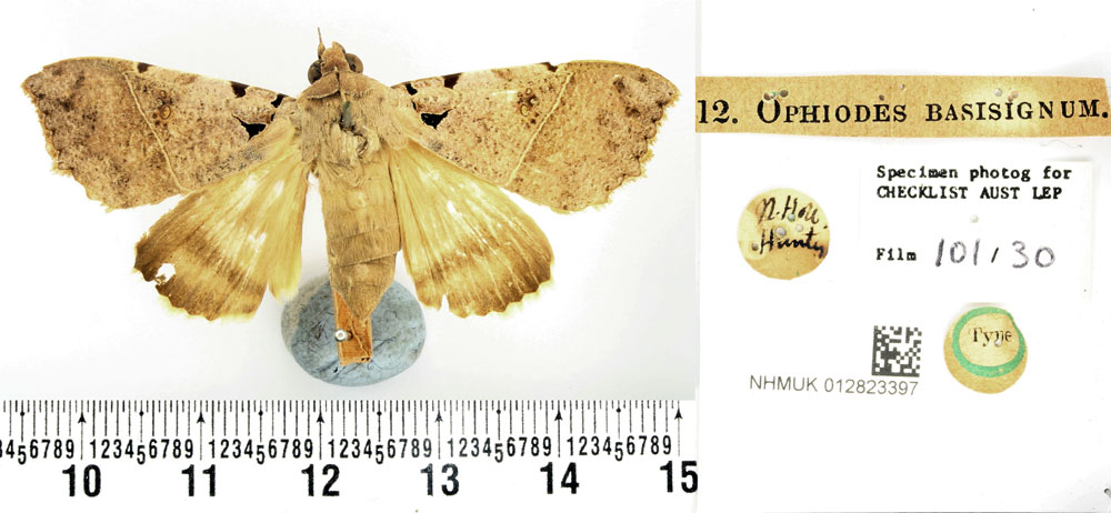 /filer/webapps/moths/media/images/B/basisignum_Ophiodes_STF_BMNH.jpg