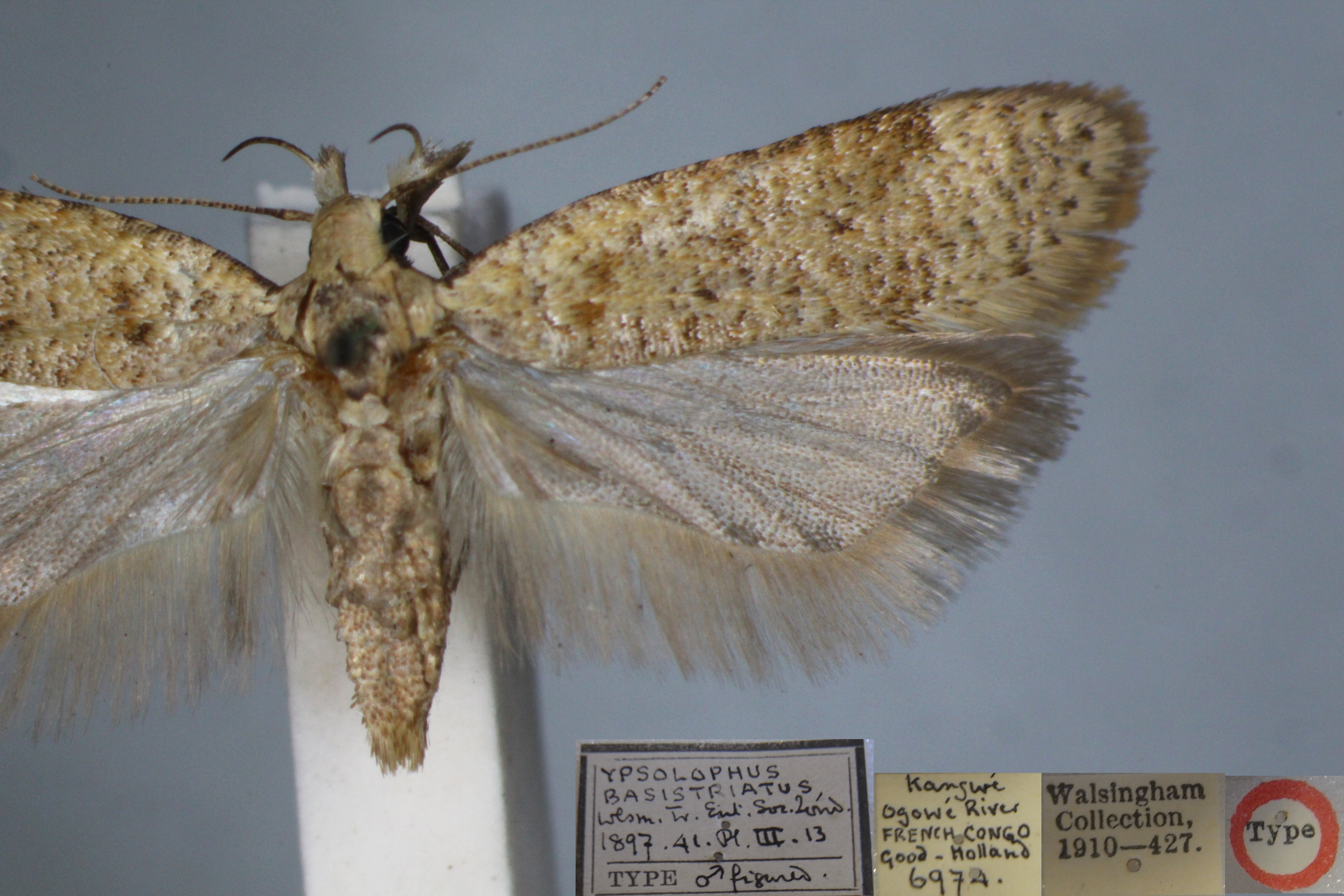 /filer/webapps/moths/media/images/B/basistriata_Dichomeris_STM_NHMUK.jpg