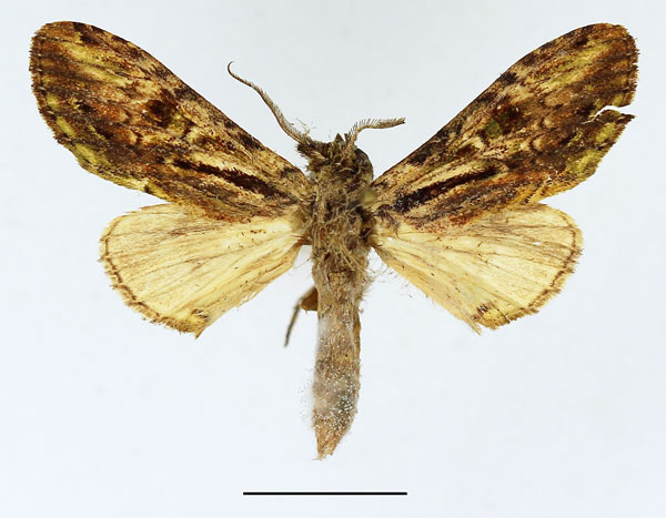 /filer/webapps/moths/media/images/B/basistriga_Atrasana_AM_Basquin.jpg