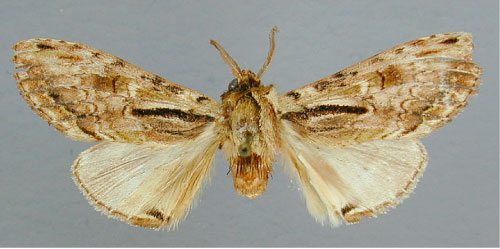 /filer/webapps/moths/media/images/B/basistriga_Atrasana_HT_RMCA.jpg