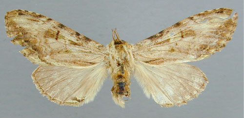 /filer/webapps/moths/media/images/B/basistriga_Atrasana_PT_RMCA.jpg