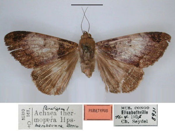 /filer/webapps/moths/media/images/B/basobscura_Achaea_HT_RMCA_01.jpg