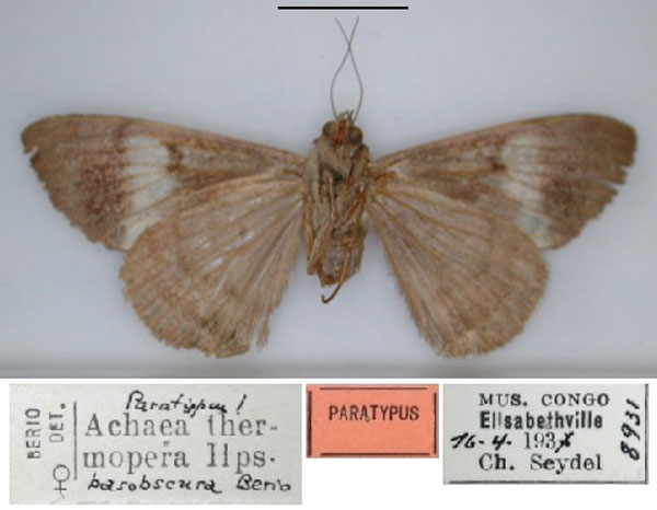 /filer/webapps/moths/media/images/B/basobscura_Achaea_HT_RMCA_02.jpg