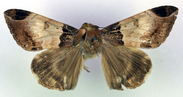 /filer/webapps/moths/media/images/B/basobscura_Achaea_HT_RMCA_03.jpg