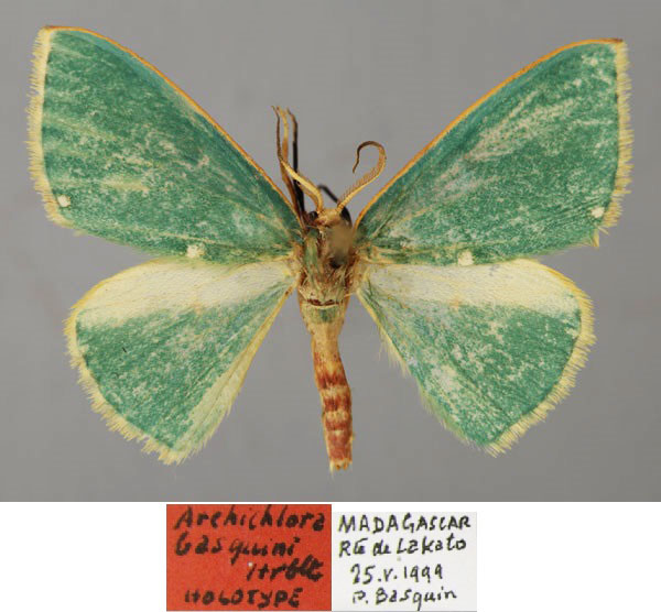 /filer/webapps/moths/media/images/B/basquini_Archichlora_HT_ZSM_01.jpg
