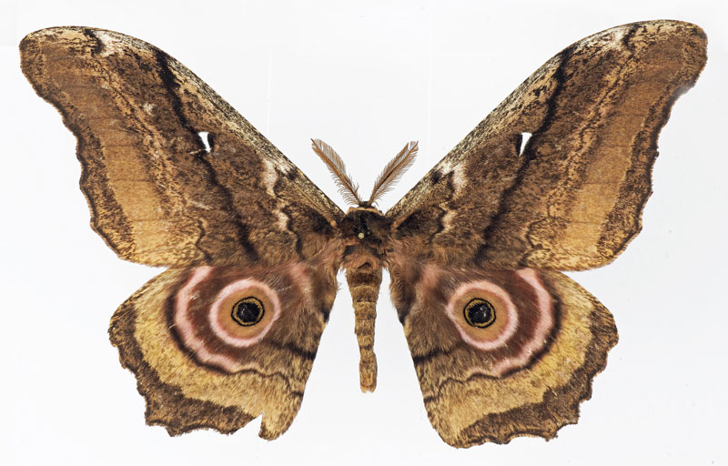 /filer/webapps/moths/media/images/B/basquini_Gynanisa_PTM_Basquina.jpg