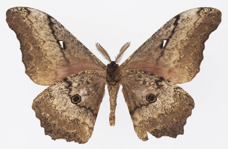 /filer/webapps/moths/media/images/B/basquini_Gynanisa_PTM_Basquinb.jpg