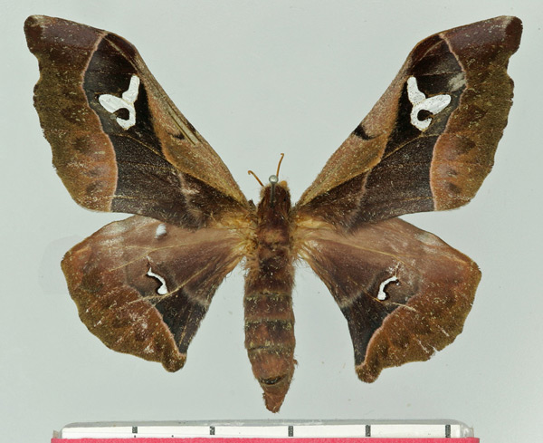 /filer/webapps/moths/media/images/B/basquini_Holocerina_AF_Basquin.jpg
