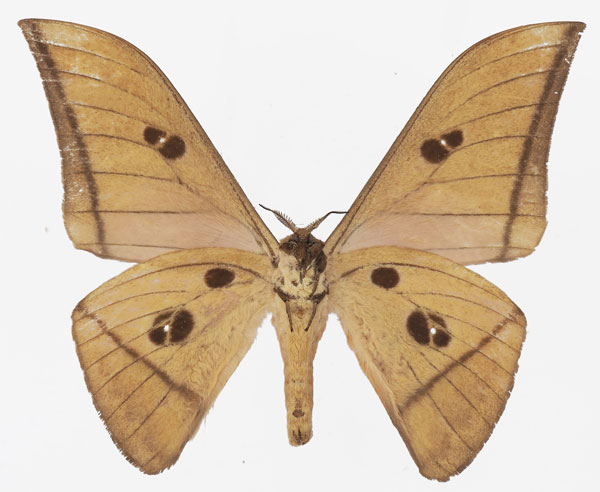 /filer/webapps/moths/media/images/B/basquini_Lobobunaea_AM_Basquin_02b.jpg