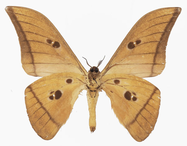 /filer/webapps/moths/media/images/B/basquini_Lobobunaea_AM_Basquinb.jpg