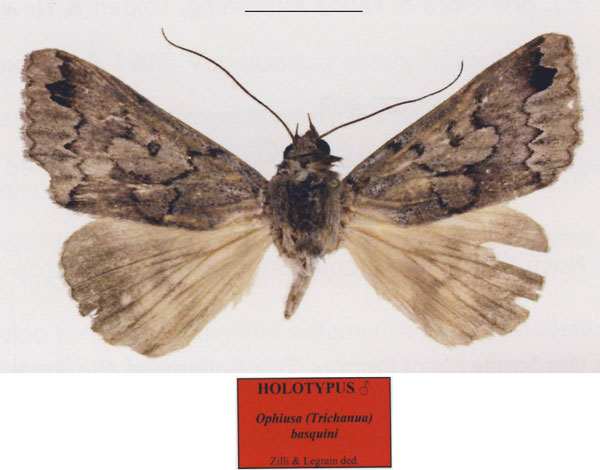 /filer/webapps/moths/media/images/B/basquini_Ophiusa_HT_MNHN.jpg