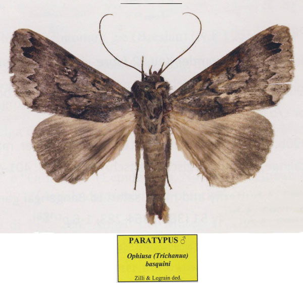 /filer/webapps/moths/media/images/B/basquini_Ophiusa_PTM_Basquin.jpg