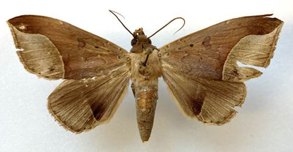 /filer/webapps/moths/media/images/B/basquini_Platyja_AM_MHNG.jpg