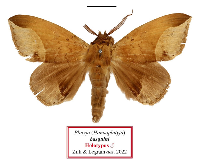 /filer/webapps/moths/media/images/B/basquini_Platyja_HT_MNHN.jpg