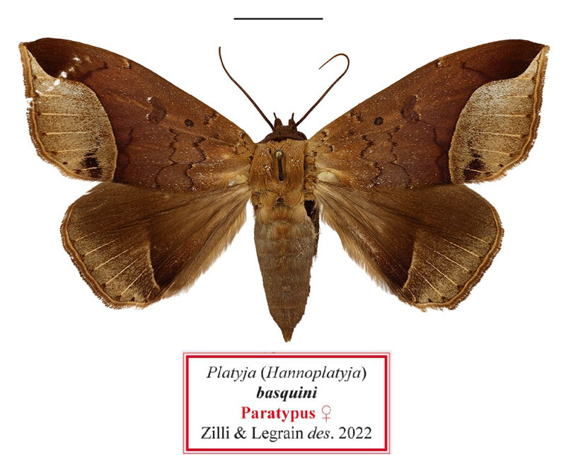 /filer/webapps/moths/media/images/B/basquini_Platyja_PTF_MNHN.jpg