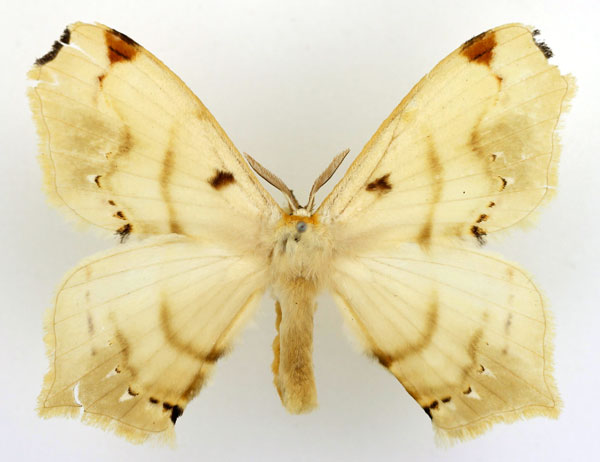 /filer/webapps/moths/media/images/B/basquini_Urojana_HT_Basquin.jpg