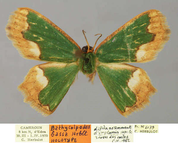 /filer/webapps/moths/media/images/B/bassa_Bathycolpodes_HT_ZSM_01.jpg