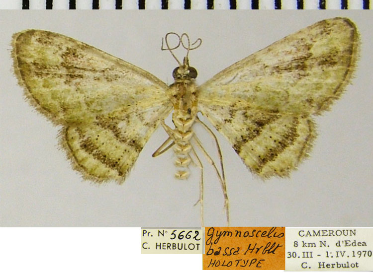 /filer/webapps/moths/media/images/B/bassa_Gymnoscelis_HT_ZSMa.jpg