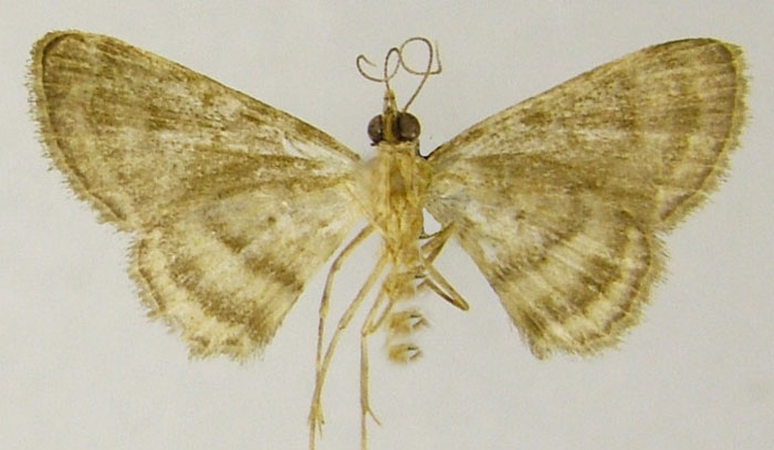 /filer/webapps/moths/media/images/B/bassa_Gymnoscelis_HT_ZSMb.jpg