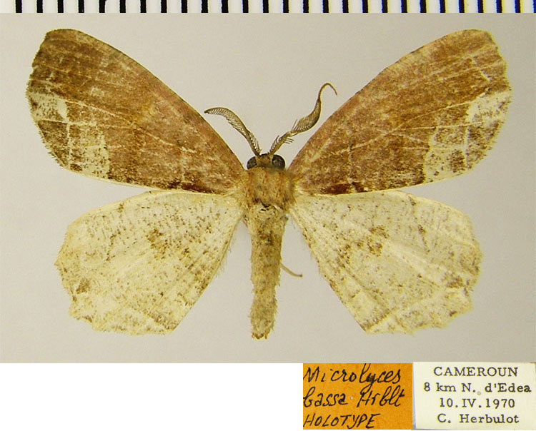 /filer/webapps/moths/media/images/B/bassa_Microlyces_HT_ZSMa.jpg