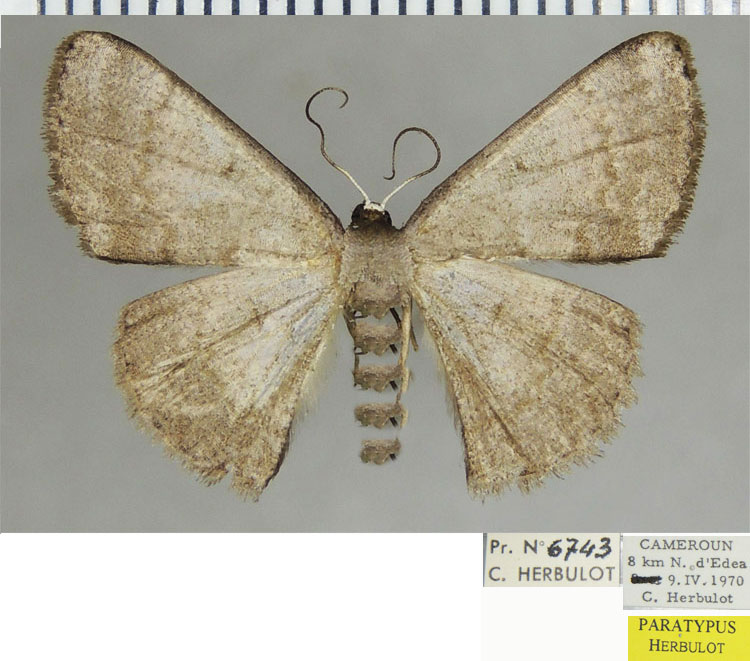 /filer/webapps/moths/media/images/B/bassa_Pycnostega_PTF_ZSM.jpg