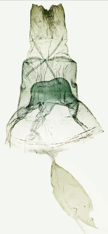 /filer/webapps/moths/media/images/B/bassi_Picardia_GFPT_ZIN.jpg