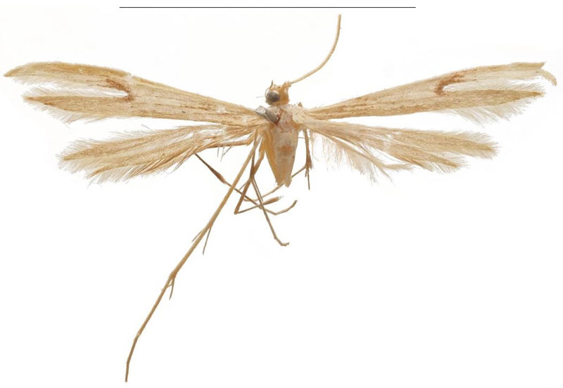 /filer/webapps/moths/media/images/B/bassi_Picardia_HT_BMNH.jpg