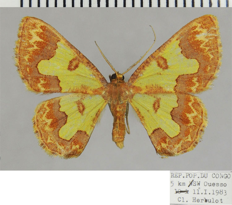 /filer/webapps/moths/media/images/B/bastelbergeri_Zamarada_AF_ZSM.jpg