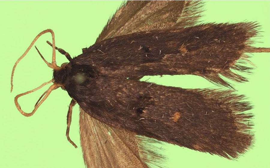 /filer/webapps/moths/media/images/B/bastini_Protolychnis_PTF_BMNH.jpg