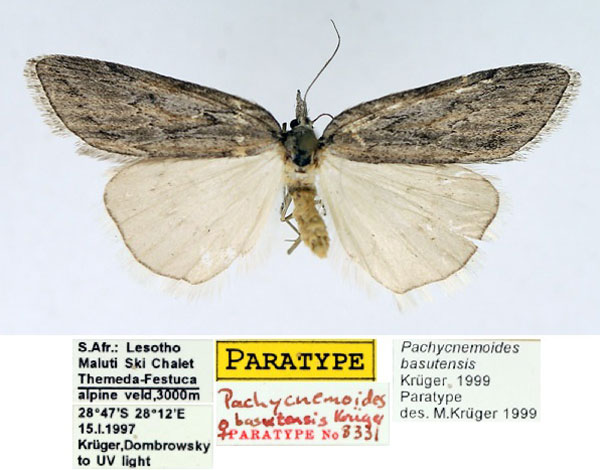 /filer/webapps/moths/media/images/B/basutensis_Pachycnemoides_PTF_TMSA.jpg