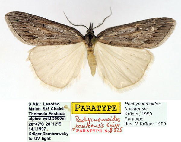 /filer/webapps/moths/media/images/B/basutensis_Pachycnemoides_PTM_TMSA.jpg