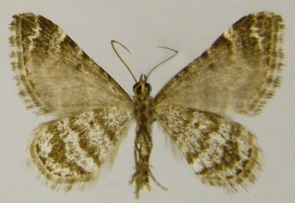 /filer/webapps/moths/media/images/B/basutensis_Piercea_AM_ZSMb.jpg