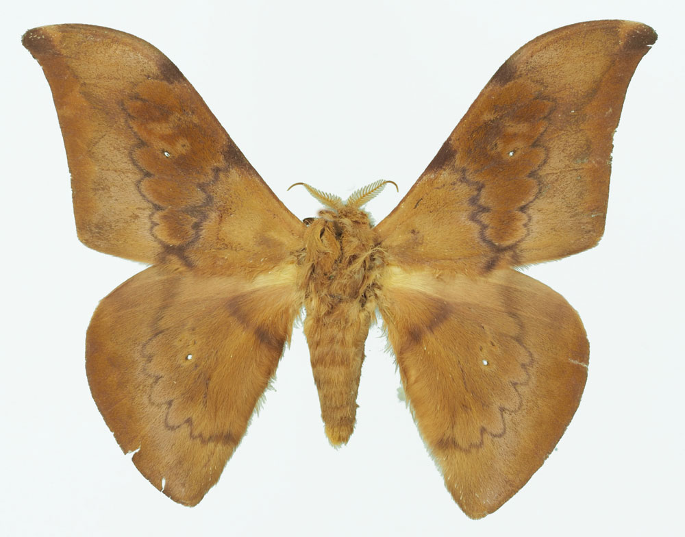 /filer/webapps/moths/media/images/B/batekensis_Orthogonioptilum_HT_Basquin.jpg