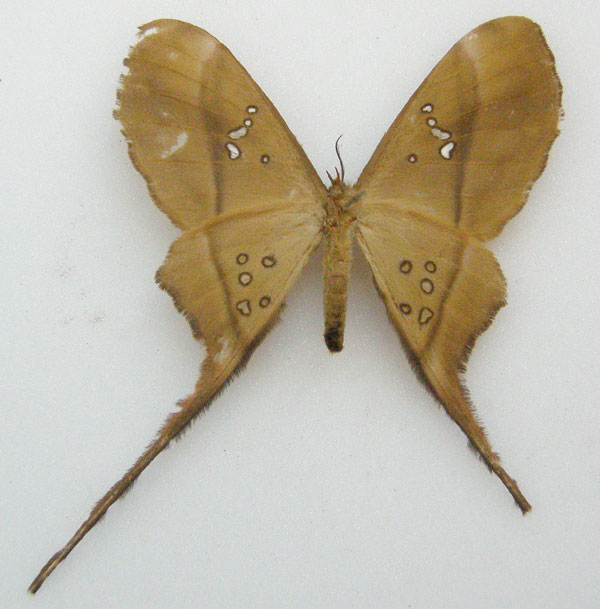 /filer/webapps/moths/media/images/B/batesi_Eustera_HT_NHMUKb.jpg