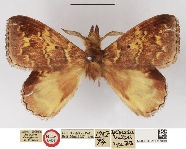 /filer/webapps/moths/media/images/B/batesi_Leipoxais_HT_NHMUK.jpg