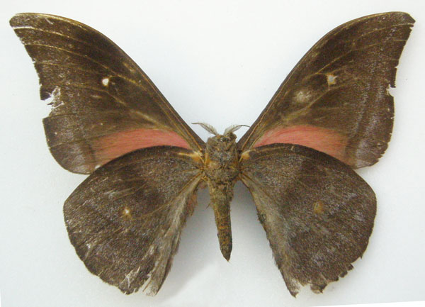 /filer/webapps/moths/media/images/B/batesi_Lobobunaea_HT_NHMUKb.jpg