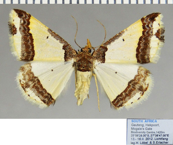 /filer/webapps/moths/media/images/B/batesii_Ligdia_AF_ZSM.jpg