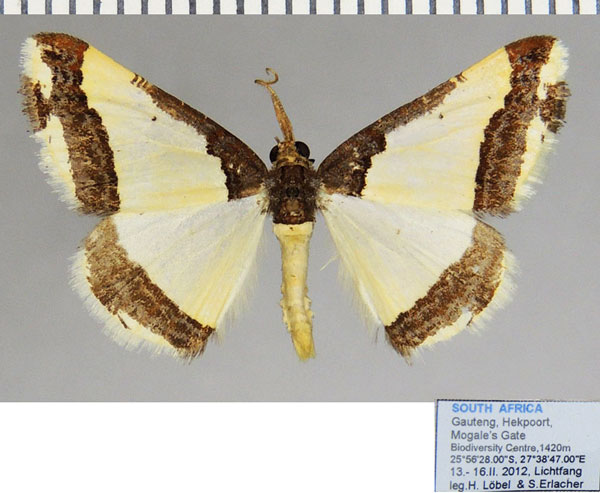 /filer/webapps/moths/media/images/B/batesii_Ligdia_AM_ZSMa.jpg