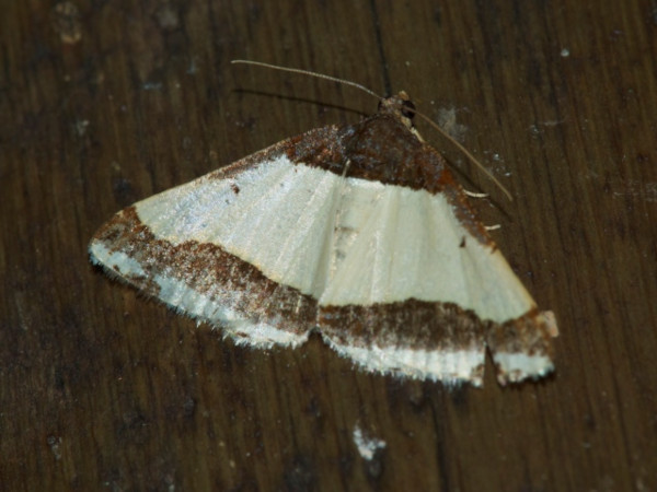 /filer/webapps/moths/media/images/B/batesii_Ligdia_A_DeBeer.jpg
