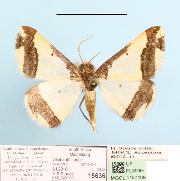 /filer/webapps/moths/media/images/B/batesii_Ligdia_A_MGCL.jpg