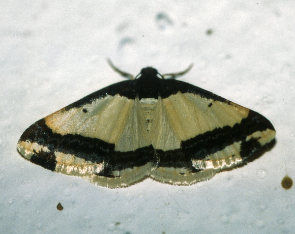/filer/webapps/moths/media/images/B/batesii_Ligdia_A_Roland_01.jpg