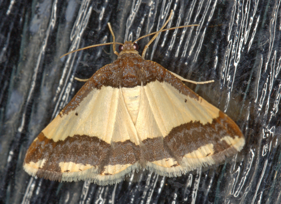 /filer/webapps/moths/media/images/B/batesii_Ligdia_M_Heyns_01.jpg