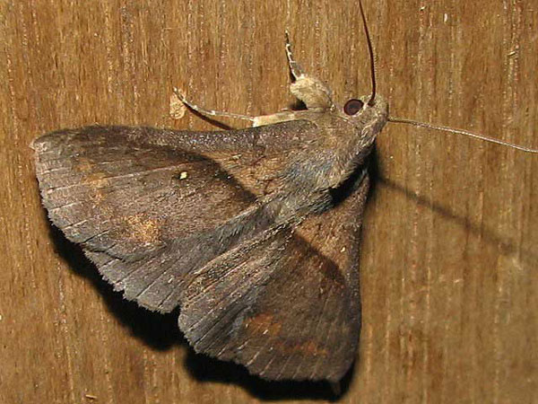 /filer/webapps/moths/media/images/B/bathisalis_Brithodes_A_Goff_02.jpg