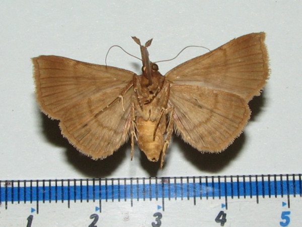 /filer/webapps/moths/media/images/B/bathisalis_Brithodes_A_Goffb_01.jpg